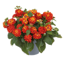 Afbeelding van Ej Lantana P19 Orange flame